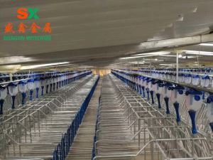 Pig Gestation Crate